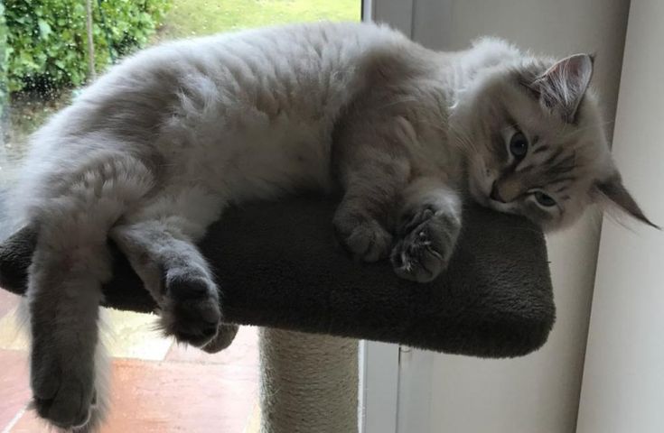 Chatons Siberien Neva Masquerade Si Vous Cherchez Un Animal De Compagnie Qui Est Malin Joueur Hypoallergenique Et Qui N Est Absolument Pas Agressif Donc P