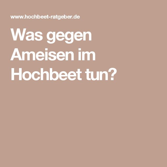 best 20+ ameisen im garten ideas on pinterest | hausmittel gegen best 20+ ameisen im garten ideas on pinterest | hausmittel gegen