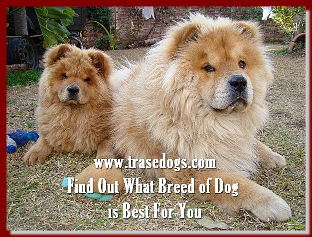 Talking About Dog Dogs All Dogs Big Dogs