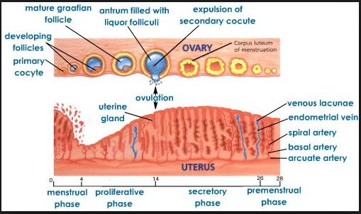how long should i wait till i start dating again when does a dating ultrasound take place