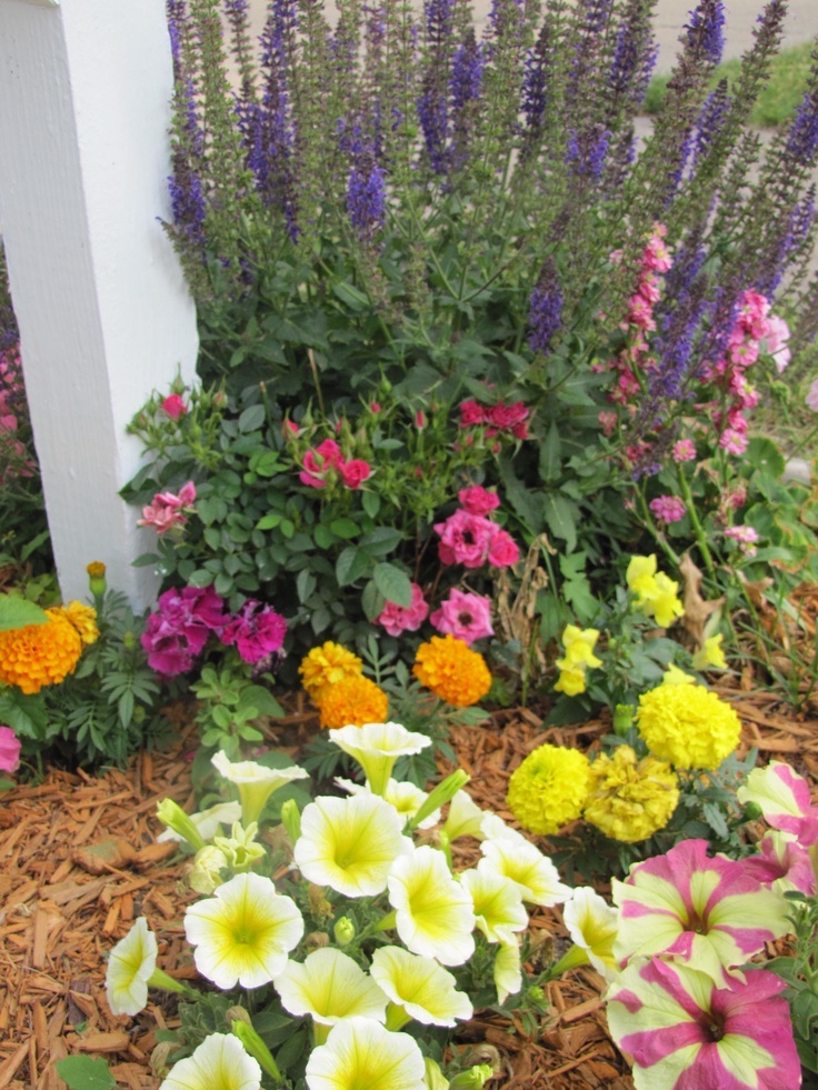 Garden Ideas 2012 22 best teresa garden ideas images on pinterest | gardening Garden Ideas 2012 22 best teresa garden ideas images on pinterest | gardening