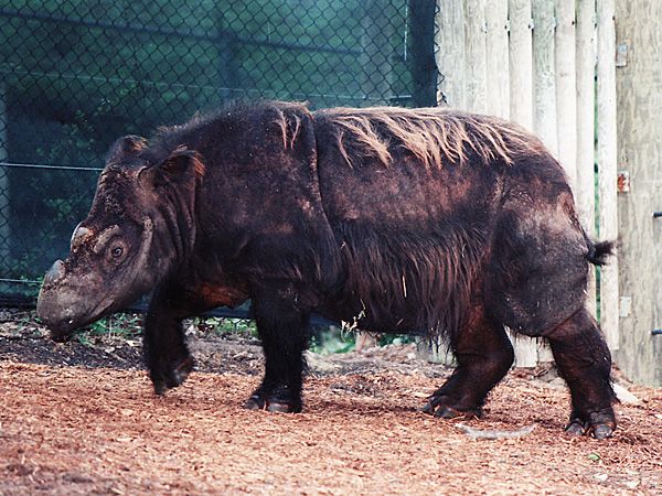 Endangered Animals For Kids Konica Minolta Endangered Animals For Kids Konica Minolta