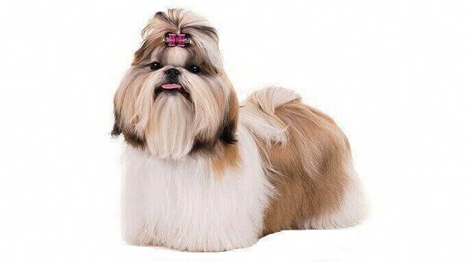 Shih Tzu Dog Price Temperament For Sale Facts Puppy For Sale