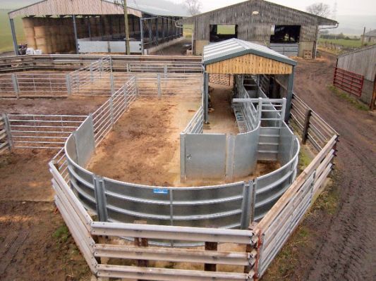 Cattle Corral Designs Related Keywords Livestock Barn Cattle Farming cattle-corral-designs-related-keywords-livestock-barn-cattle-farming