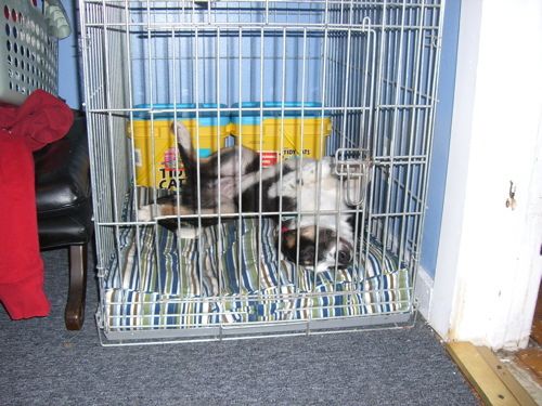 How To Potty Train Your Dog With A Crate How To Potty Train Your Dog With A Crate