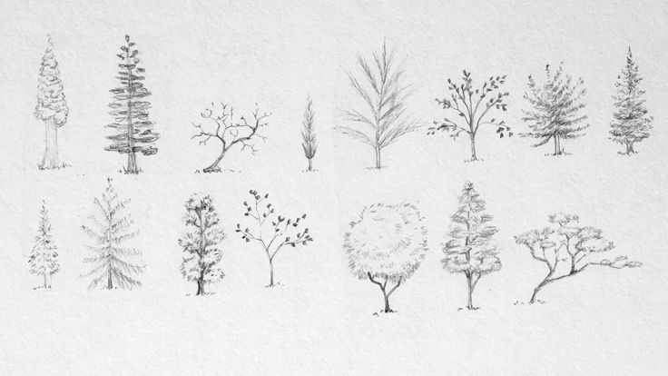tree sketches google search art gt pencil pinterest tree sketches google search art gt pencil pinterest