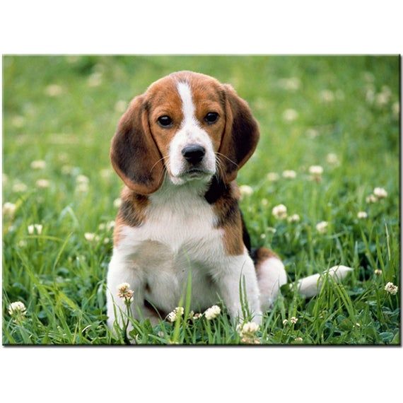 Diy Diamond Painting Cross Stitch Beagle Dog Pet Home Decor Full