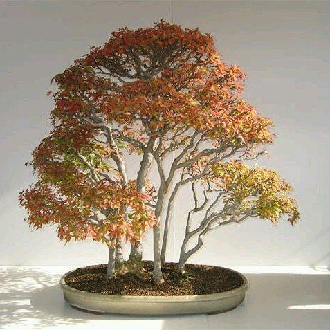Bonsai Fur Anfanger Bonsai Wald