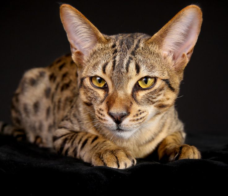 Ancient Breeds Of Cats Ancient Breeds Of Cats