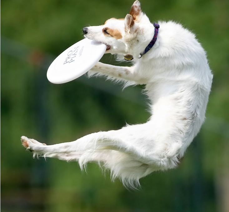 85 best dog disc images on pinterest doggies, dogs and border collie c1089c9cb3eec6132c68b24561aad6ac frisbee dog wallpaper 85 best dog disc images on pinterest doggies, dogs and border collie