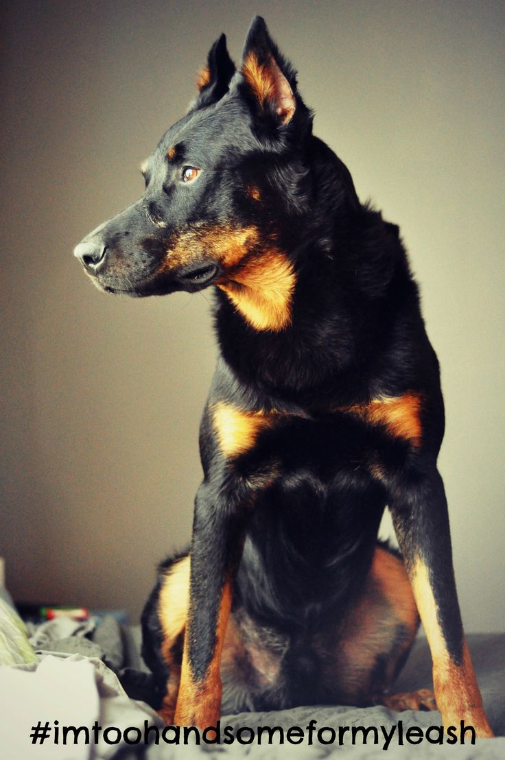 69 best Beauceron images on Pinterest | Doggies, Dogs and 69 best Beauceron images on Pinterest | Doggies, Dogs and