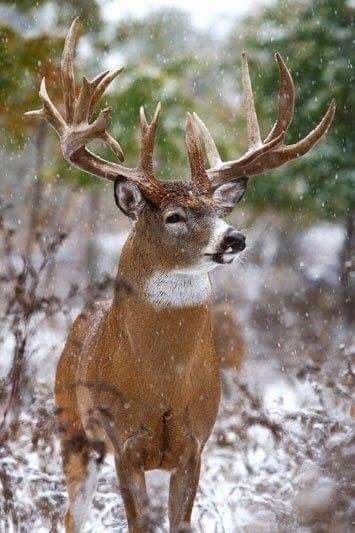 massive winter trophy big bucks deer hunting whitetail deer
