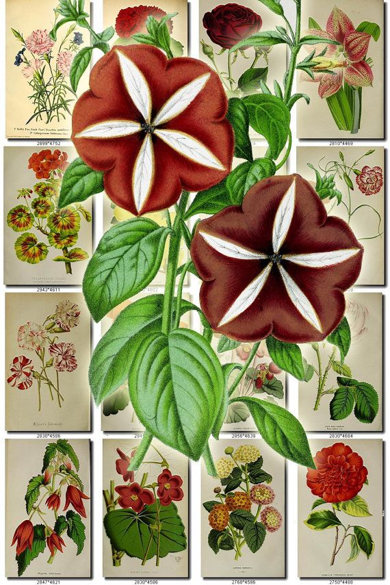 flowers 35 collection of