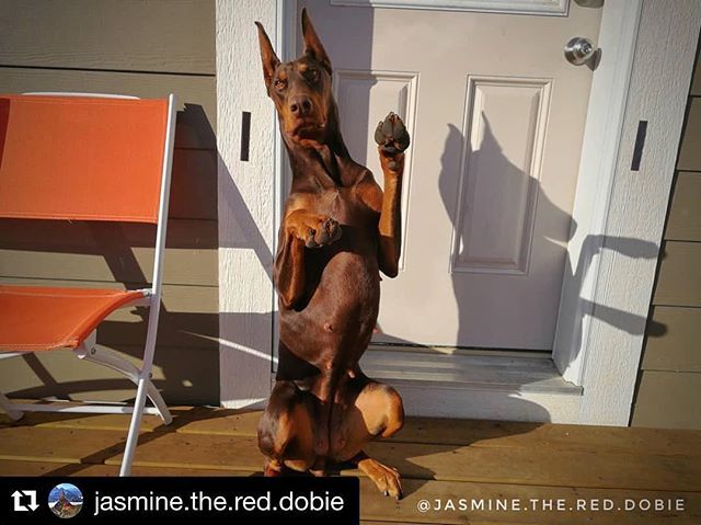 Single Ladies Raise Your Hands Dobergear Credit Jasmine The