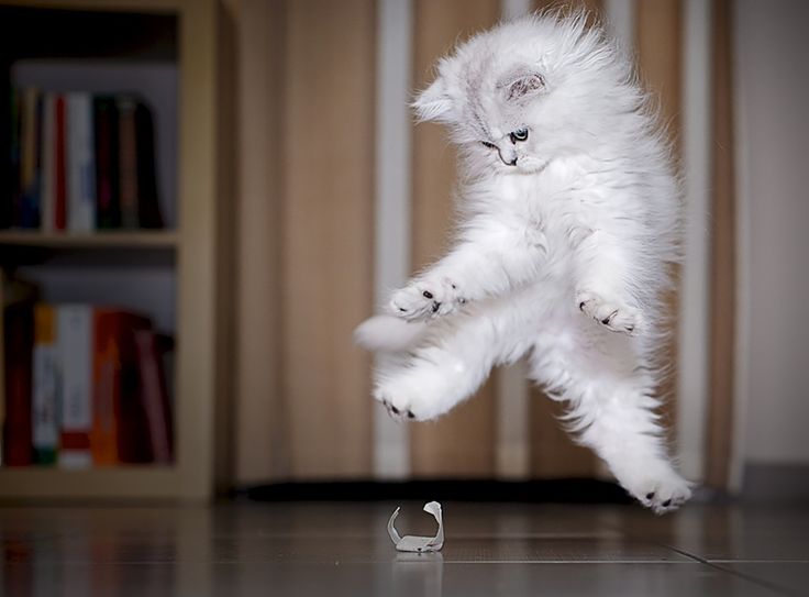 52 magnifiques photos de chats qui sautent 53 superbes photos de chats qui sautent jumping cats