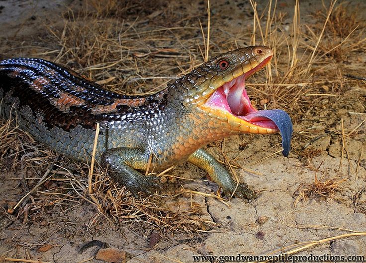 Download 262 best Vivarium: Desert & Scrub images on Pinterest | Lizards, Plant nursery and Reptiles