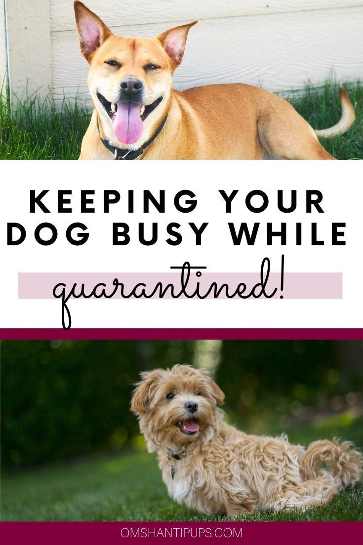 Pin On Dogs