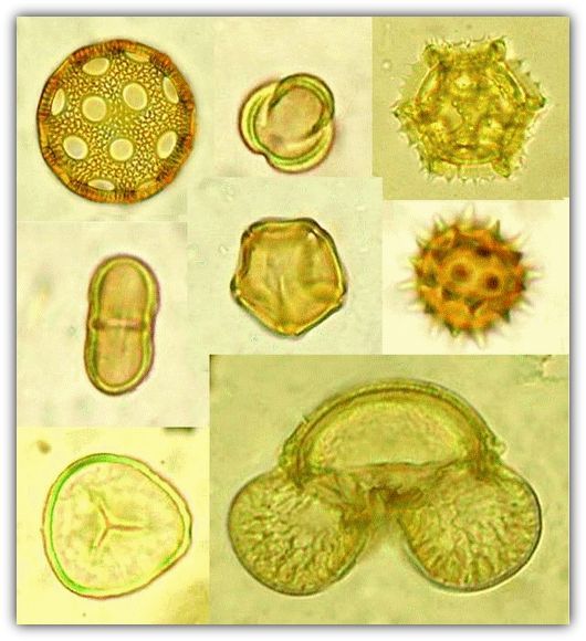 File:Pollen grains (255 26) Pine tree.jpg - Wikimedia Commons