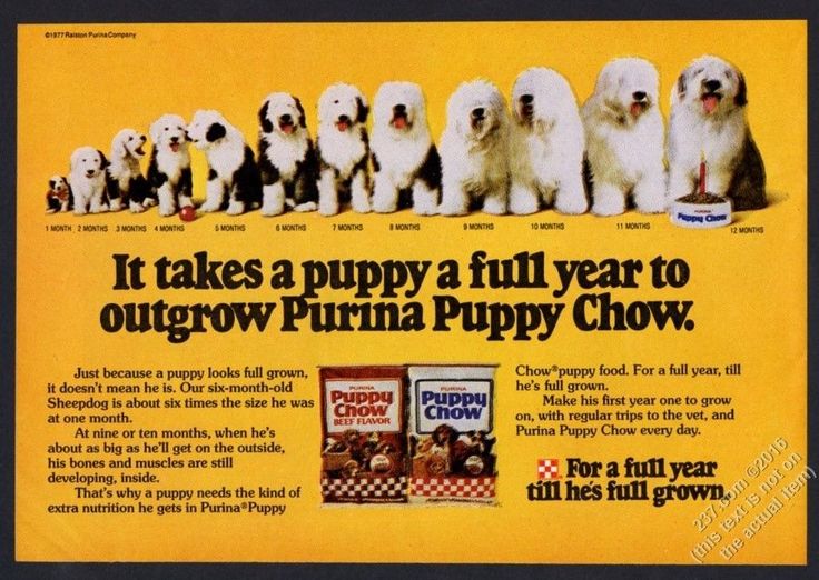 Bobtail Dog Food Advert Bobtail Dog Food Advert