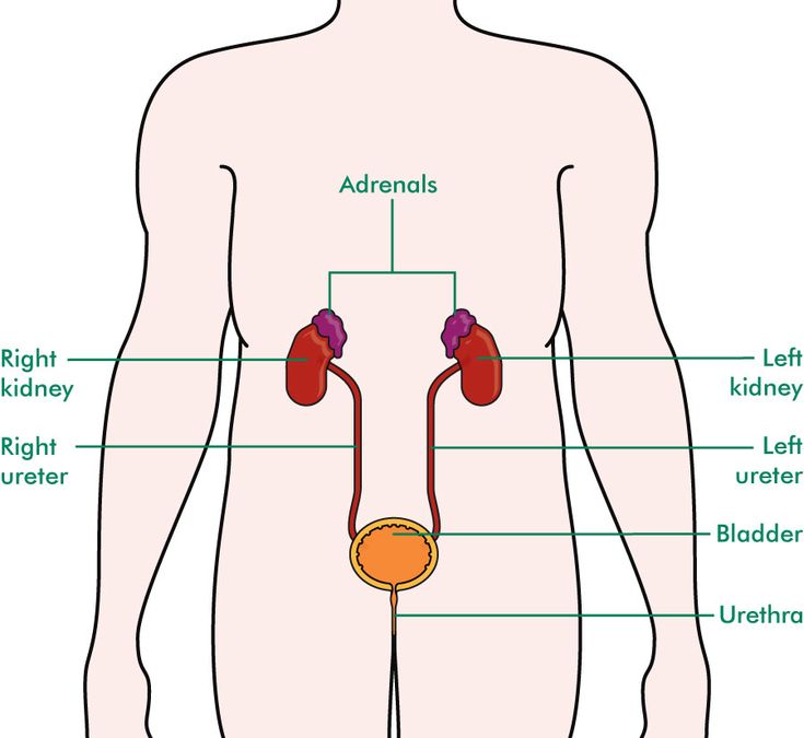 Uti Step By Step Natural Remedy Uti Step By Step Natural Remedy