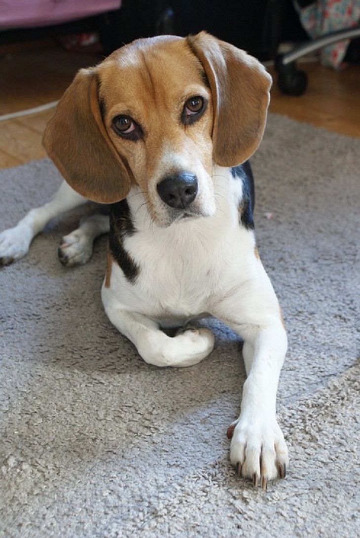 Best Dogs For Senior Citizens To Keep Nature Babamail Beagle