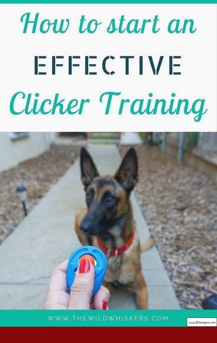 Dog Training Commands Dogtrainingcommands Dog Training Tips