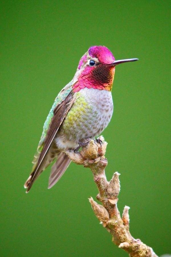 66 best anna s hummingbird images on pinterest 66 best anna s hummingbird images on pinterest