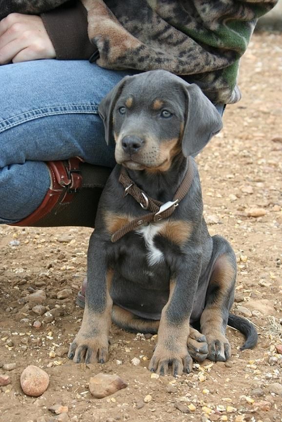 tri colored blue lacy puppies for sale