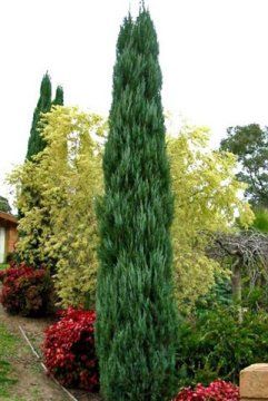 Conifer Garden Ideas as Find This Pin And More On Conifer Garden Conifer Garden Ideas find this pin and more on garden conifers Find This Pin And More On Conifer Garden