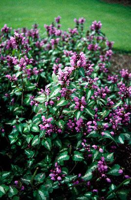 Garden Design North Facing 14 best north facing garden images on pinterest | flowers Garden Design North Facing 14 best north facing garden images on pinterest | flowers