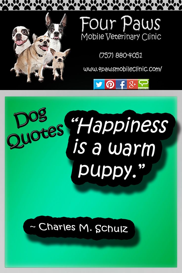 Pet Quotes Animal quotes, Dog quotes, This is us quotes