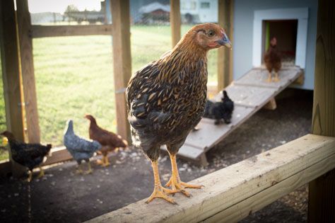Cheapest Rhode Island Rooster Chicks Cheapest Rhode Island Rooster Chicks