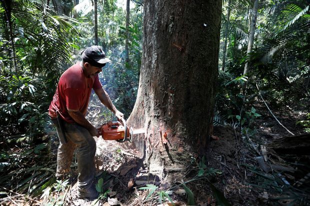 The Rate Of Deforestation In Amazon States This Year Hit Its