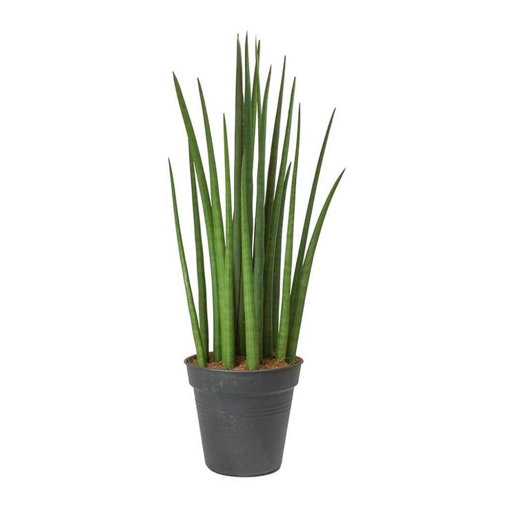 Sansevieria Cylindrica Spikes Cylindrical Snake Plant Sansevieria sansevieria-cylindrica-spikes-cylindrical-snake-plant-sansevieria
