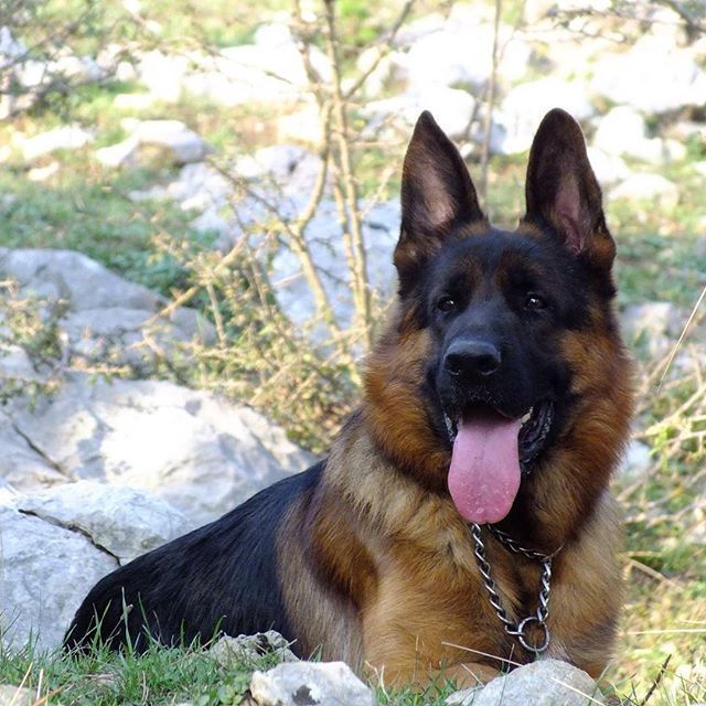 Such A Beautiful Dog Almankurdutrkiye Germanshepherds