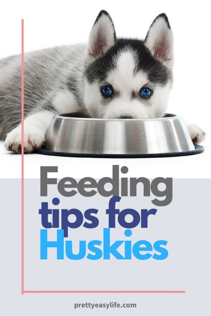 Feeding Tips For Huskies Husky Siberian Husky Facts Husky Puppy