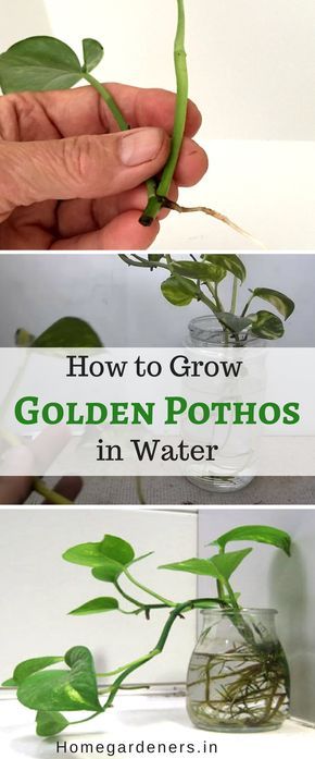 Golden Pothos Care – How to Plant, Grow and Care for Money plant – Jardineria Golden Pothos Care – How to Plant, Grow and Care for Money plant – Jardineria