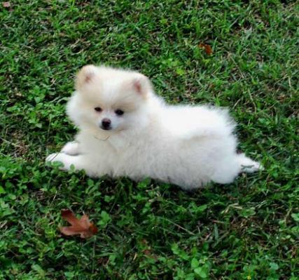I M Allergic To Dogs Can I Have A Pomeranian I M Allergic To Dogs Can I Have A Pomeranian