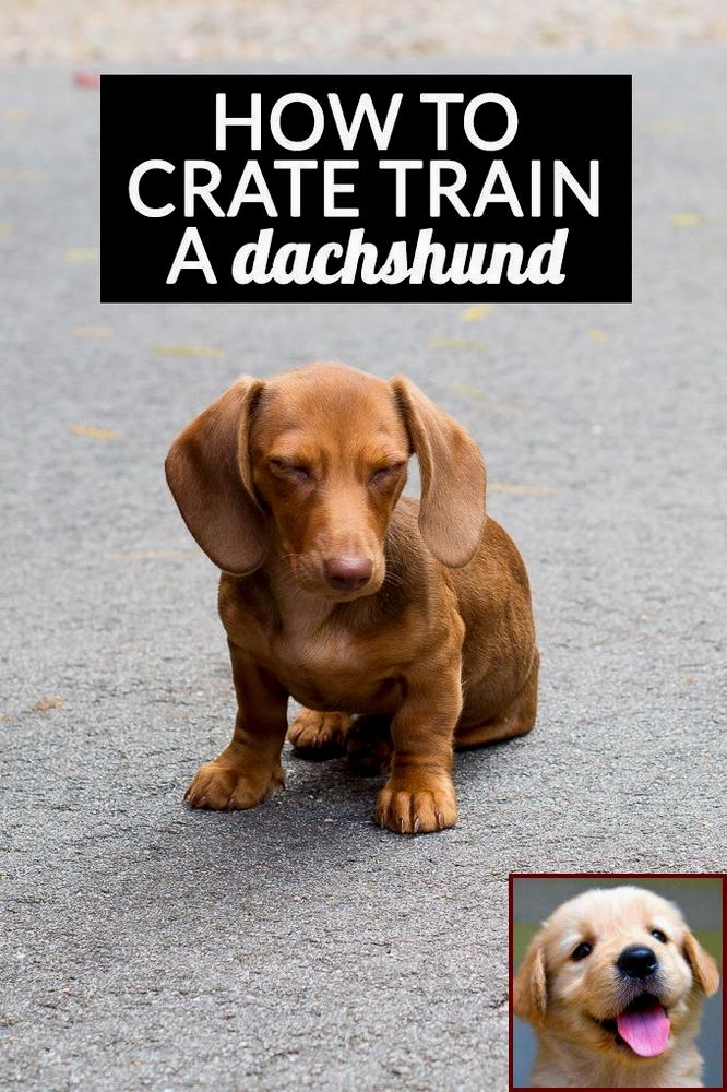 How To Be A Doxie Dachshund Puppies Dachshund Weenie Dogs