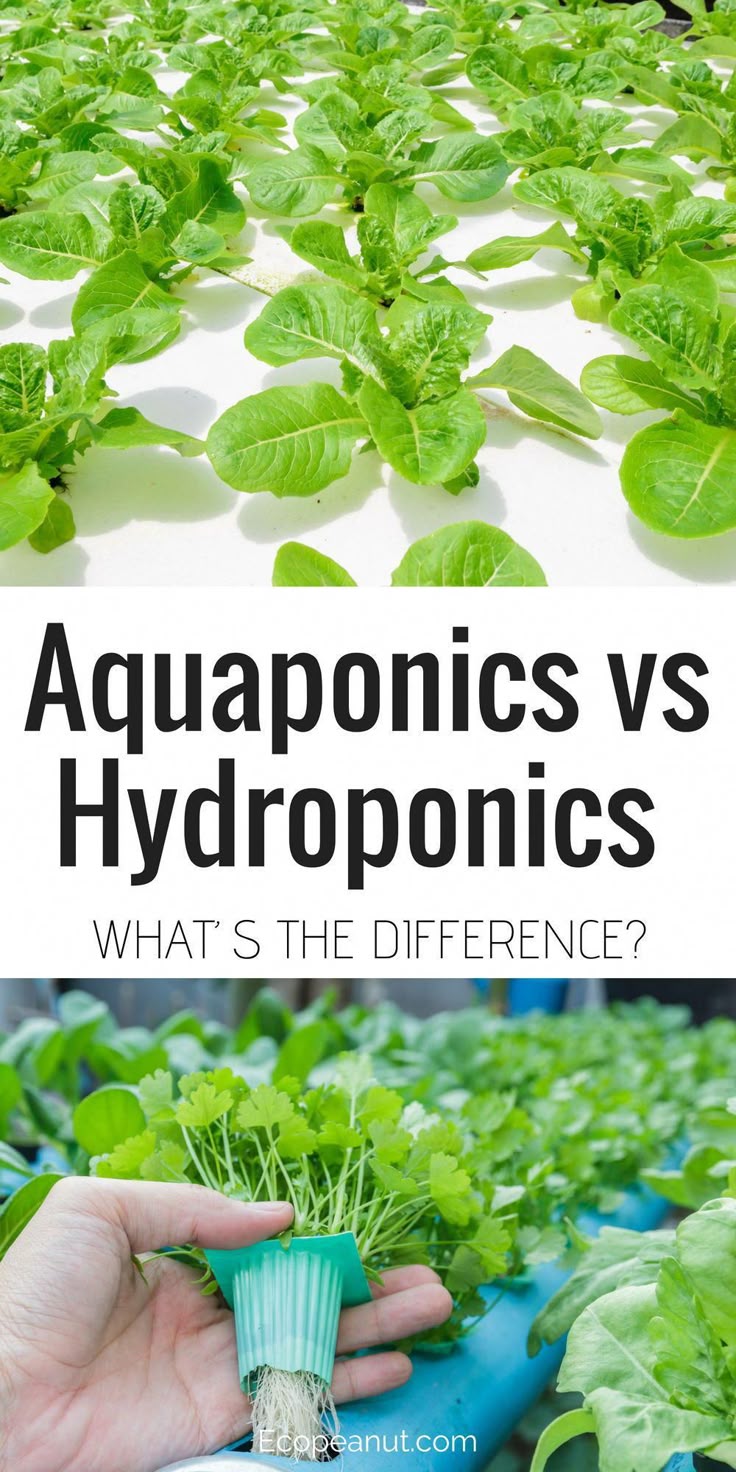 Hydroponics Or Aquaponics? What Is Better? To Find Out More, Click Here!