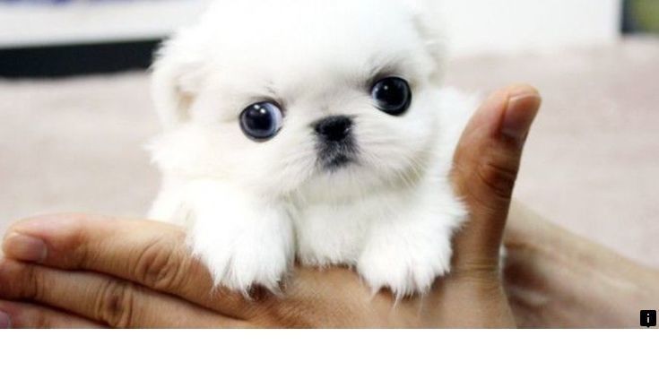 Check Out The Link To Find Out More Teacup Pugs For Sale Simply