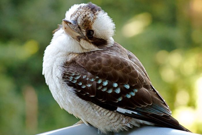 ワライカワセミ 笑い翡翠 Laughing Kookaburra Dacelo Novaeguineae Dacelo Gigas 動物 かわいい かわいい 鳥類 ワライカワセミ 笑い翡翠 Laughing Kookaburra Dacelo Novaeguineae Dacelo Gigas 動物 かわいい かわいい 鳥類
