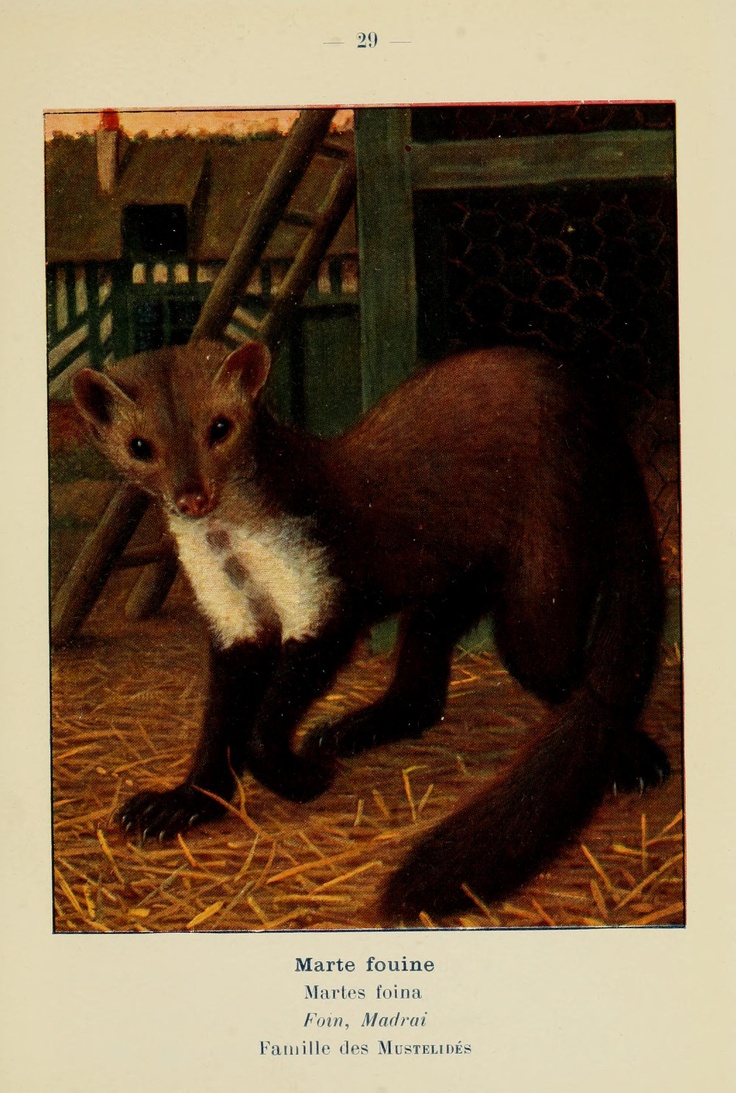 Atlas De Poche Des Mammiferes De Marte Fouine France De La Suisse Romane Et De La Belgique Paris L Lhomme 1910 Biodiversitylibra Mammals Animals Wildlife Atlas De Poche Des Mammiferes De Marte Fouine France De La Suisse Romane Et De La Belgique Paris L Lhomme 1910 Biodiversitylibra Mammals Animals Wildlife