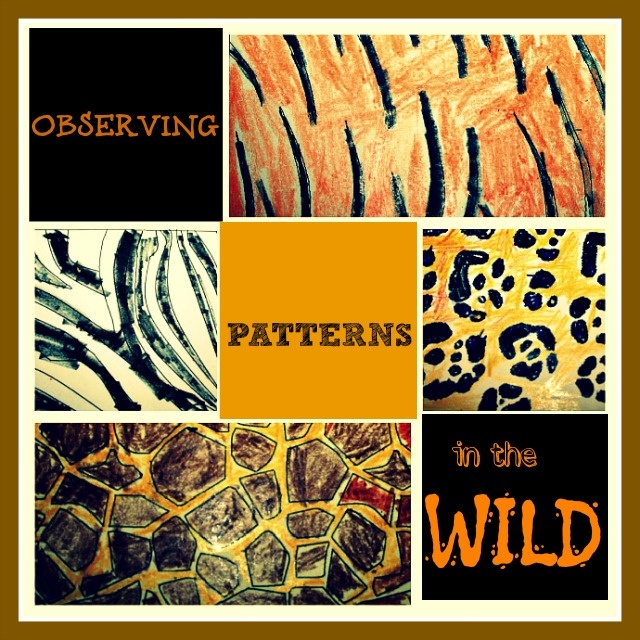 Patterns In Nature Experiments | 36 best animal adaptations teaching unit images on Patterns In Nature Experiments | 36 best animal adaptations teaching unit images on