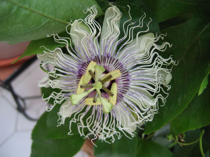 12 best Garten images on Pinterest Garten, Hibiscus and Indoor - quellsteine selber bauen 12 best Garten images on Pinterest Garten, Hibiscus and Indoor - quellsteine selber bauen