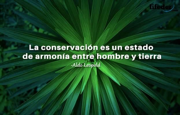 200 Frases Para Cuidar El Medio Ambiente Con Imágenes Lifeder Life Words Quotes