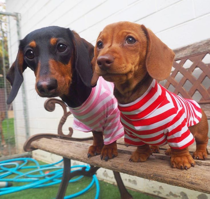 Dachshund Breed Coat Colors Dachshund Coat Colors And Patterns