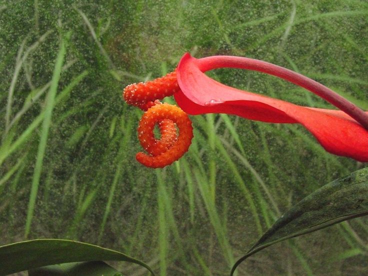 75 best .araceae calla lilies lily flowers candleflower anthurium ...