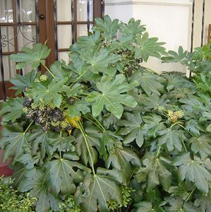 Garden Ideas Zone 6 53 best plants (zone 6) images on pinterest | gardens, garden Garden Ideas Zone 6 53 best plants (zone 6) images on pinterest | gardens, garden