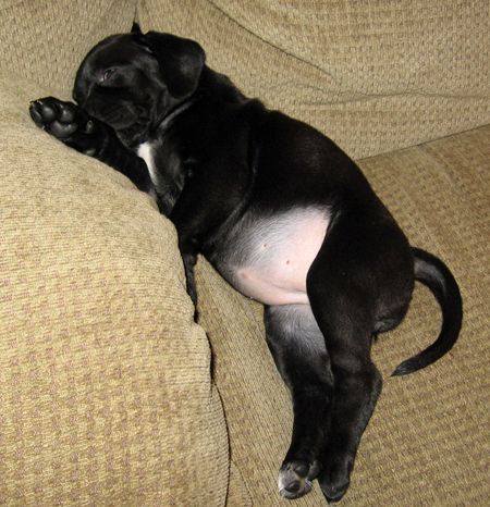 black lab boxer mix puppy best 25 boxer lab mixes ideas on pitbull boxer mix boston terrier boxer black lab boxer mix puppy best 25 boxer lab mixes ideas on pitbull boxer mix boston terrier boxer